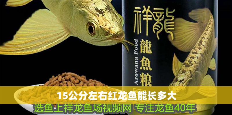 15公分左右紅龍魚能長多大