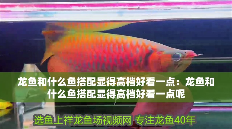 龍魚和什么魚搭配顯得高檔好看一點：龍魚和什么魚搭配顯得高檔好看一點呢 龍魚和什么魚搭配顯得高檔好看一點：龍魚和什么魚搭配顯得高檔好看一點呢 水族問答
