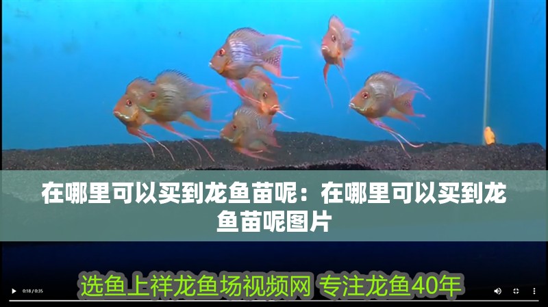 在哪里可以買到龍魚苗呢：在哪里可以買到龍魚苗呢圖片 在哪里可以買到龍魚苗呢：在哪里可以買到龍魚苗呢圖片 水族問答