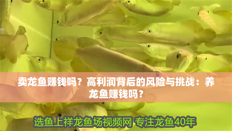 賣龍魚賺錢嗎？高利潤背后的風險與挑戰：養龍魚賺錢嗎？
