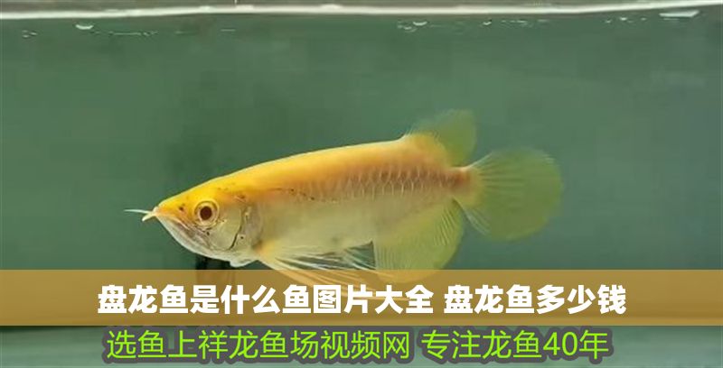 盤龍魚是什么魚圖片大全 盤龍魚多少錢