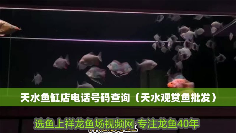 天水魚缸店電話號碼查詢（天水觀賞魚批發）