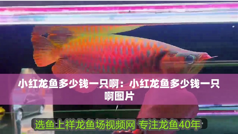 小紅龍魚多少錢一只啊：小紅龍魚多少錢一只啊圖片 小紅龍魚多少錢一只啊：小紅龍魚多少錢一只啊圖片 水族問答