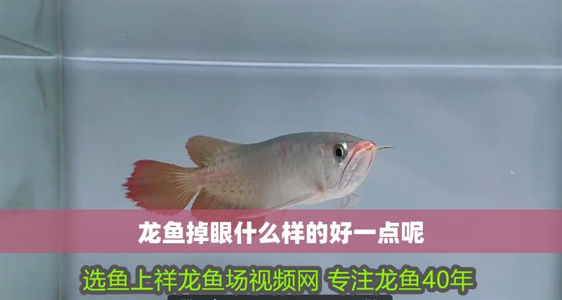 龍魚掉眼什么樣的好一點呢 龍魚掉眼什么樣的好一點呢 龍魚百科 第2張