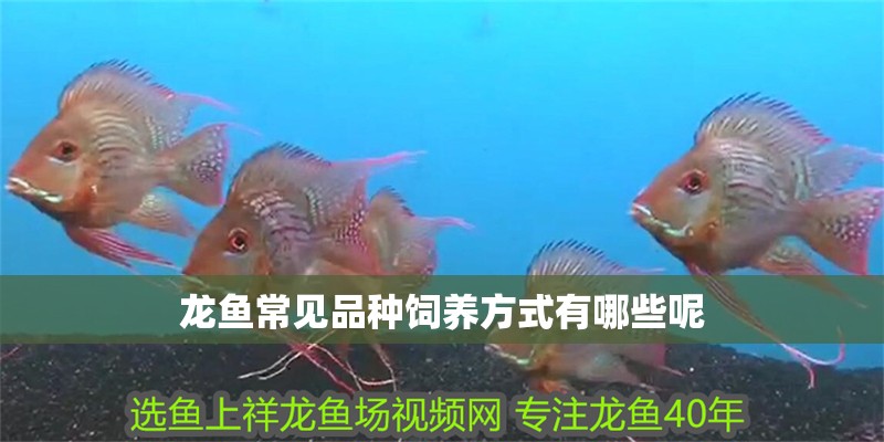 龍魚常見品種飼養(yǎng)方式有哪些呢