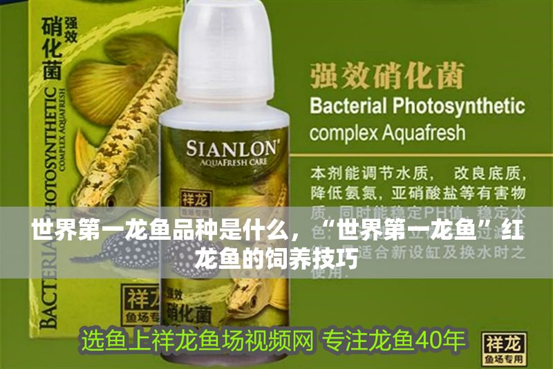 世界第一龍魚品種是什么，“世界第一龍魚”紅龍魚的飼養技巧 世界第一龍魚品種是什么，“世界第一龍魚”紅龍魚的飼養技巧 龍魚百科 第2張