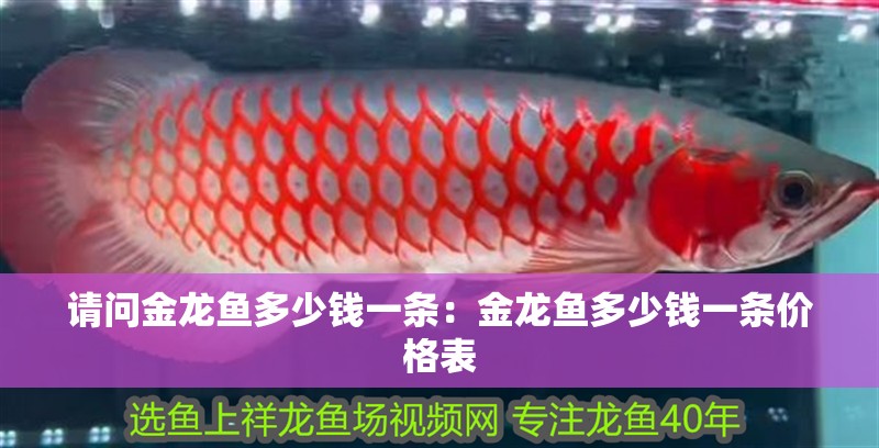 請問金龍魚多少錢一條：金龍魚多少錢一條價格表 請問金龍魚多少錢一條：金龍魚多少錢一條價格表 水族問答