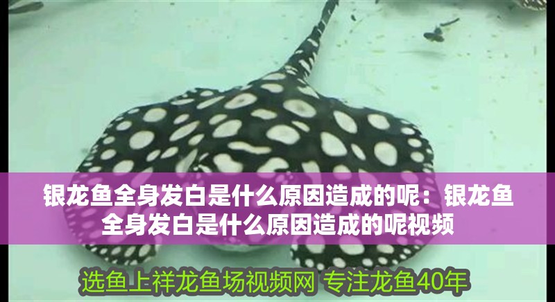 銀龍魚全身發白是什么原因造成的呢：銀龍魚全身發白是什么原因造成的呢視頻