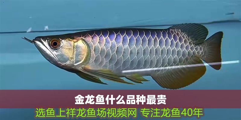 金龍魚什么品種最貴 金龍魚什么品種最貴 龍魚百科 第2張