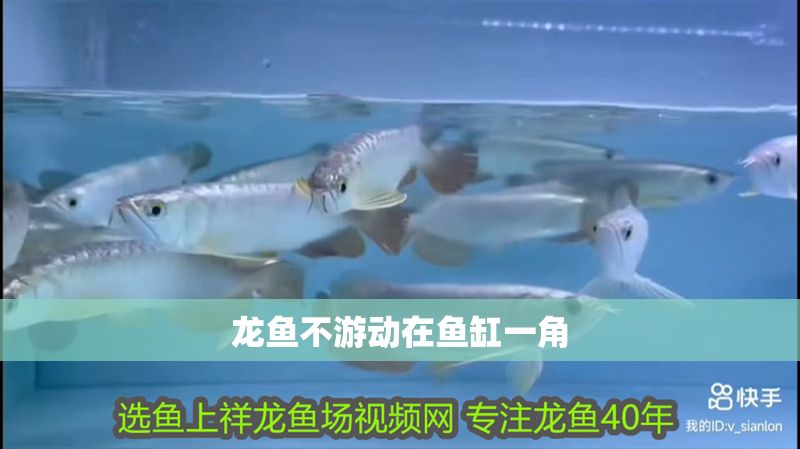 龍魚不游動(dòng)在魚缸一角 龍魚不游動(dòng)在魚缸一角 龍魚百科 第2張