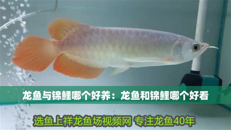 龍魚與錦鯉哪個好養:龍魚和錦鯉哪個好看 龍魚百科 第1張 龍魚與錦鯉哪個好養:龍魚和錦鯉哪個好看 龍魚與錦鯉哪個好養:龍魚和錦鯉哪個好看 龍魚百科 第1張