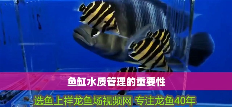 魚缸水質(zhì)管理的重要性 魚缸水質(zhì)管理的重要性 魚缸百科