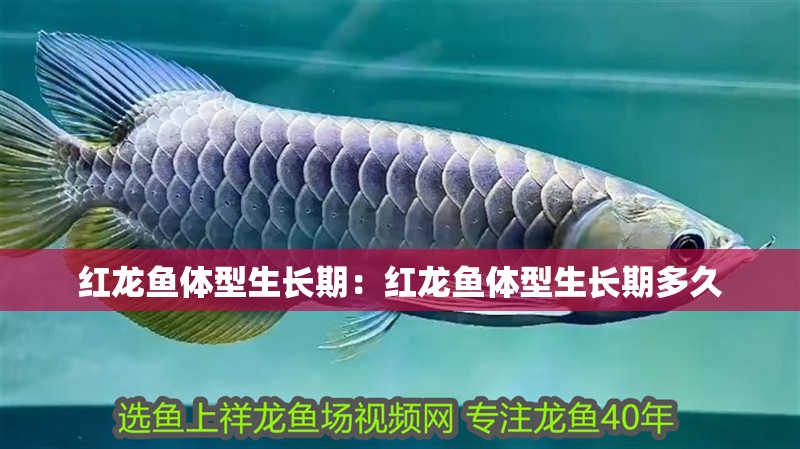 紅龍魚體型生長期：紅龍魚體型生長期多久