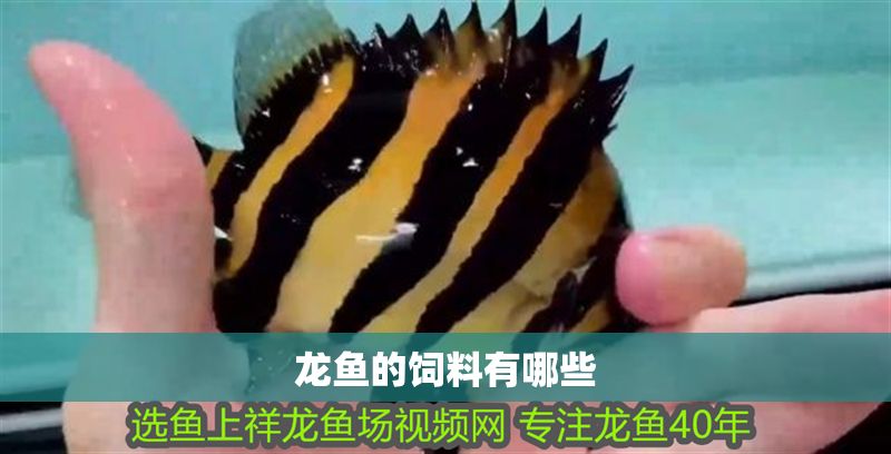 龍魚的飼料有哪些