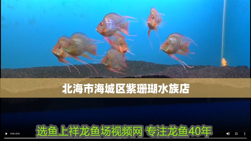 北海市海城區紫珊瑚水族店