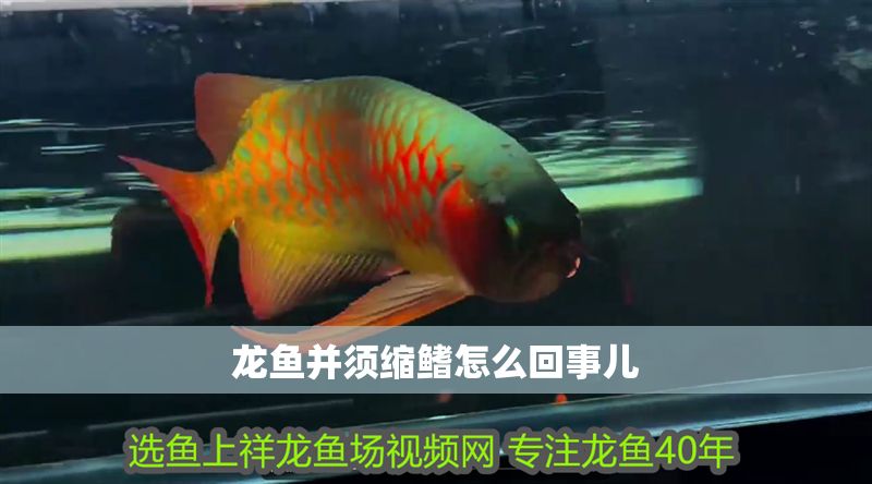 龍魚并須縮鰭怎么回事兒