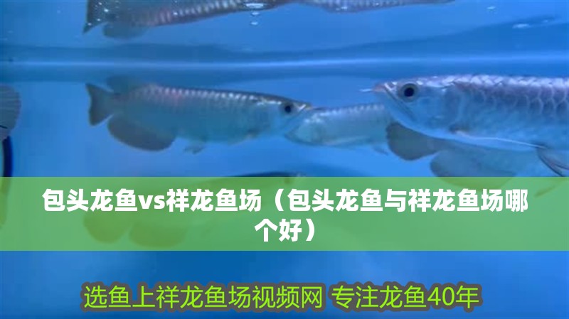 包頭龍魚vs祥龍魚場(chǎng)（包頭龍魚與祥龍魚場(chǎng)哪個(gè)好） 包頭龍魚vs祥龍魚場(chǎng)（包頭龍魚與祥龍魚場(chǎng)哪個(gè)好） 全國(guó)水族館企業(yè)名錄 第1張
