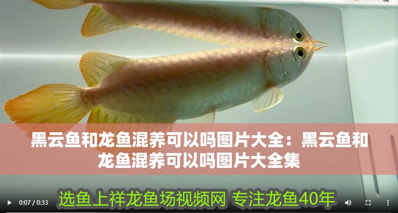 黑云魚和龍魚混養(yǎng)可以嗎圖片大全：黑云魚和龍魚混養(yǎng)可以嗎圖片大全集