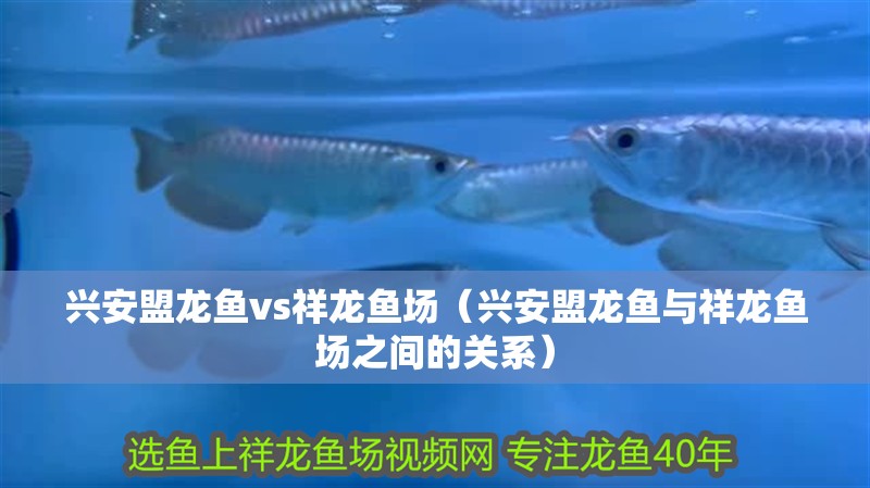 興安盟龍魚(yú)vs祥龍魚(yú)場(chǎng)（興安盟龍魚(yú)與祥龍魚(yú)場(chǎng)之間的關(guān)系）
