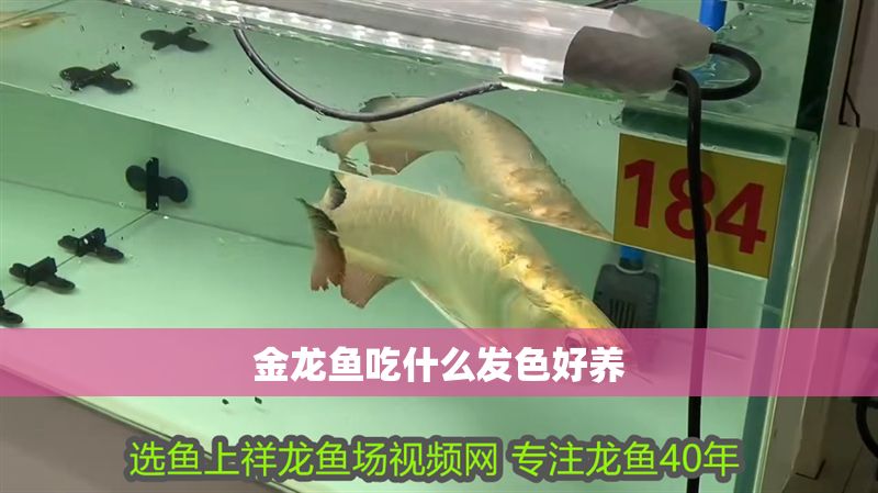 金龍魚吃什么發色好養 龍魚百科 第2張 金龍魚吃什么發色好養 金龍魚吃什么發色好養 龍魚百科 第2張