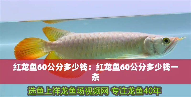 紅龍魚60公分多少錢：紅龍魚60公分多少錢一條