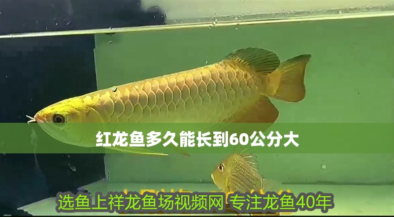 紅龍魚多久能長到60公分大