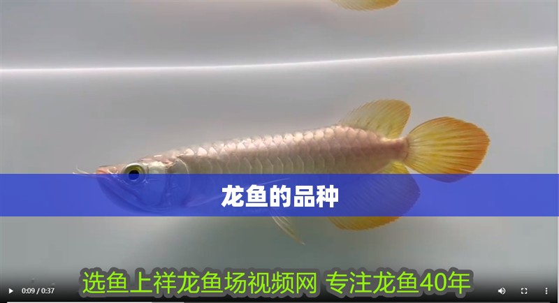 龍魚的品種