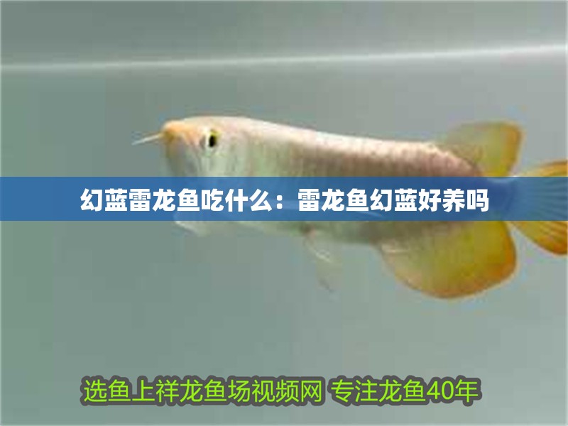 幻藍雷龍魚吃什么：雷龍魚幻藍好養嗎