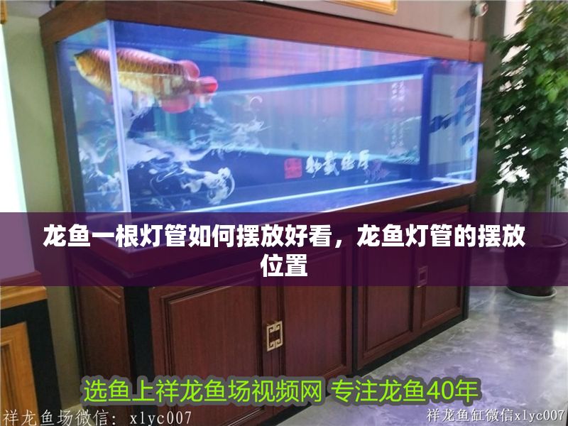 龍魚一根燈管如何擺放好看，龍魚燈管的擺放位置 龍魚一根燈管如何擺放好看，龍魚燈管的擺放位置 龍魚百科 第2張