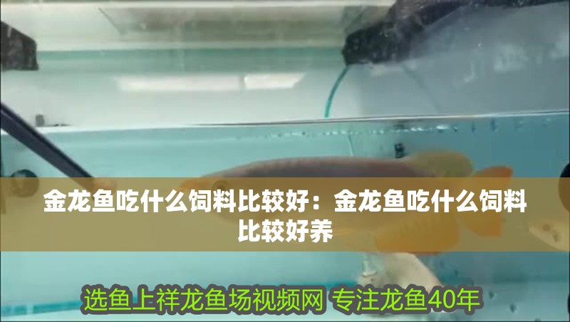 金龍魚吃什么飼料比較好：金龍魚吃什么飼料比較好養(yǎng)