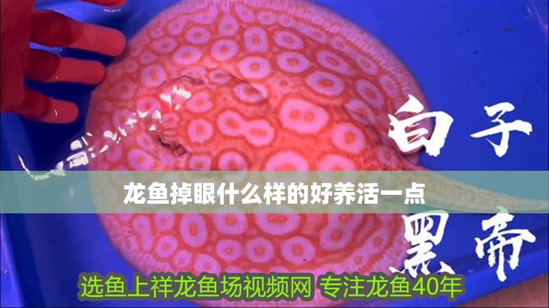龍魚掉眼什么樣的好養活一點