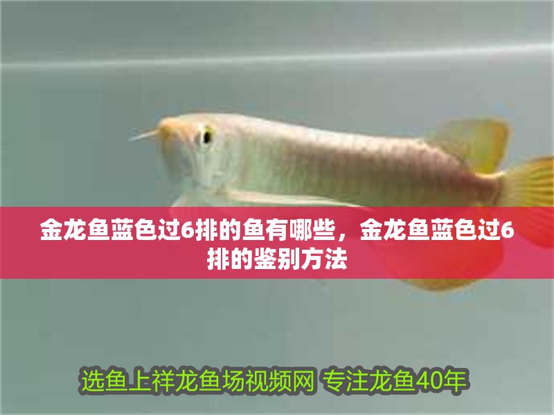 金龍魚藍(lán)色過6排的魚有哪些，金龍魚藍(lán)色過6排的鑒別方法