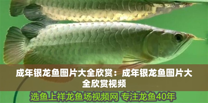 成年銀龍魚圖片大全欣賞：成年銀龍魚圖片大全欣賞視頻