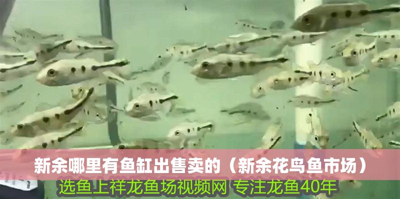 新余哪里有魚缸出售賣的（新余花鳥魚市場）