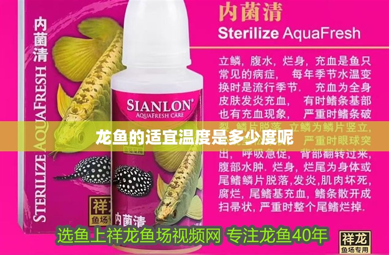 龍魚的適宜溫度是多少度呢