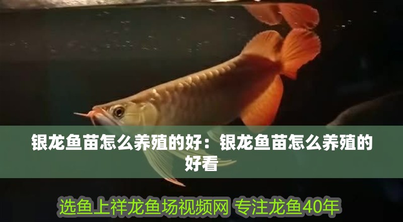 銀龍魚(yú)苗怎么養(yǎng)殖的好：銀龍魚(yú)苗怎么養(yǎng)殖的好看