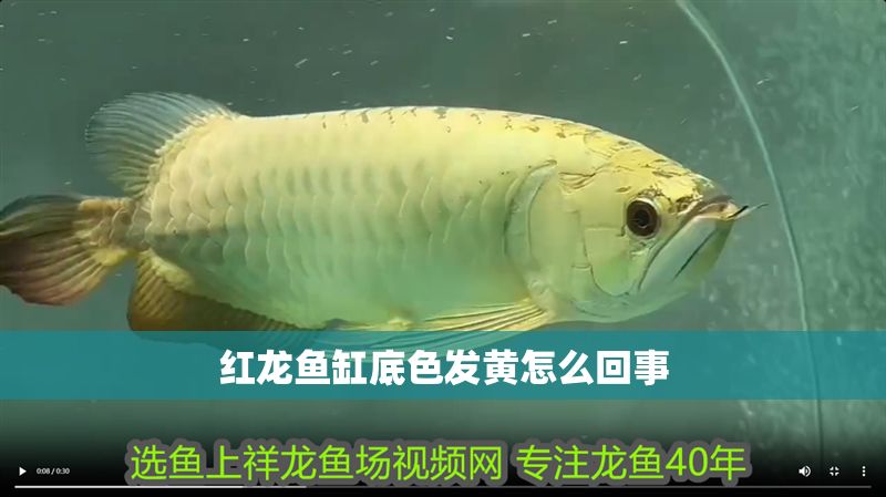 紅龍魚缸底色發(fā)黃怎么回事