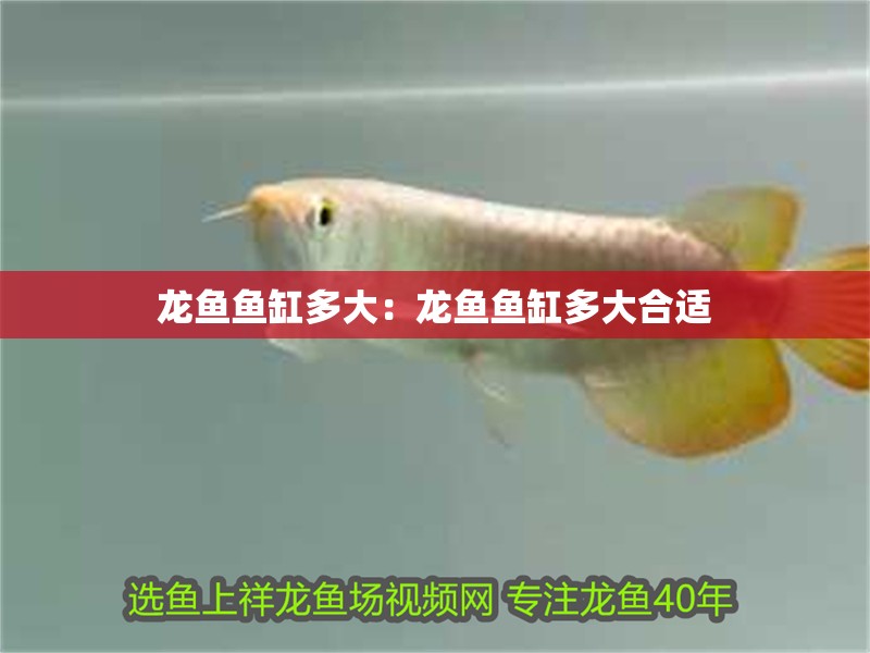 龍魚魚缸多大：龍魚魚缸多大合適