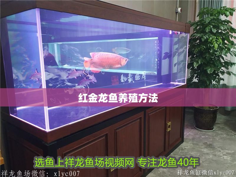 紅金龍魚養殖方法