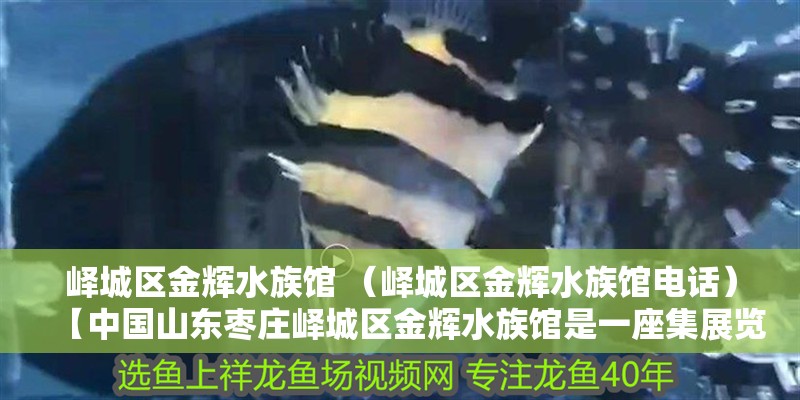 嶧城區金輝水族館 （嶧城區金輝水族館電話）【中國山東棗莊嶧城區金輝水族館是一座集展覽、科研、教育和娛樂于一體的海洋生物】