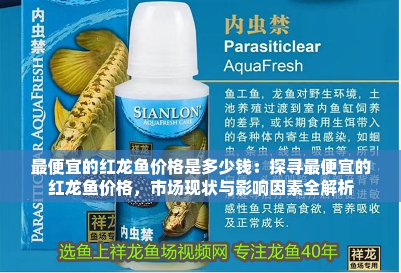 最便宜的紅龍魚價格是多少錢：探尋最便宜的紅龍魚價格，市場現狀與影響因素全解析