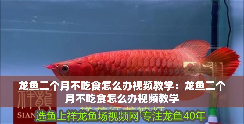 龍魚二個月不吃食怎么辦視頻教學：龍魚二個月不吃食怎么辦視頻教學 龍魚二個月不吃食怎么辦視頻教學：龍魚二個月不吃食怎么辦視頻教學 水族問答