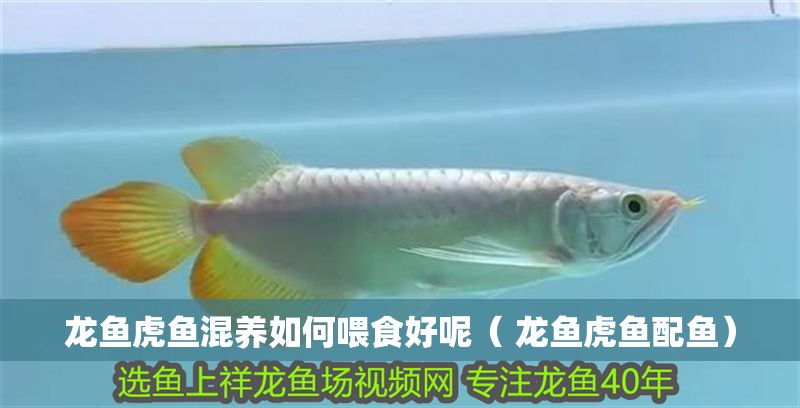 龍魚(yú)虎魚(yú)混養(yǎng)如何喂食好呢（ 龍魚(yú)虎魚(yú)配魚(yú)）
