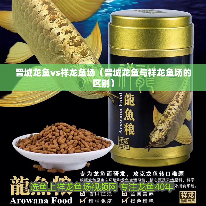 晉城龍魚vs祥龍魚場（晉城龍魚與祥龍魚場的區別）