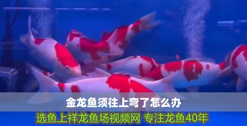 金龍魚須往上彎了怎么辦