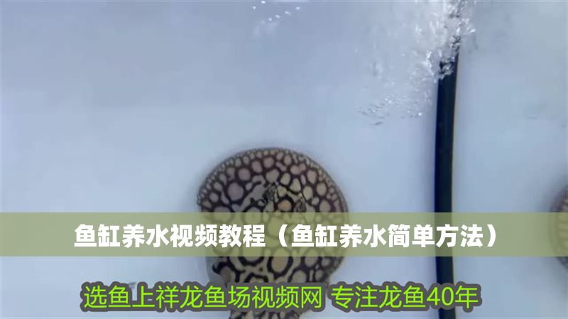 魚缸養水視頻教程（魚缸養水簡單方法）