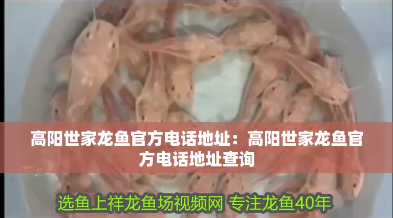 高陽世家龍魚官方電話地址：高陽世家龍魚官方電話地址查詢