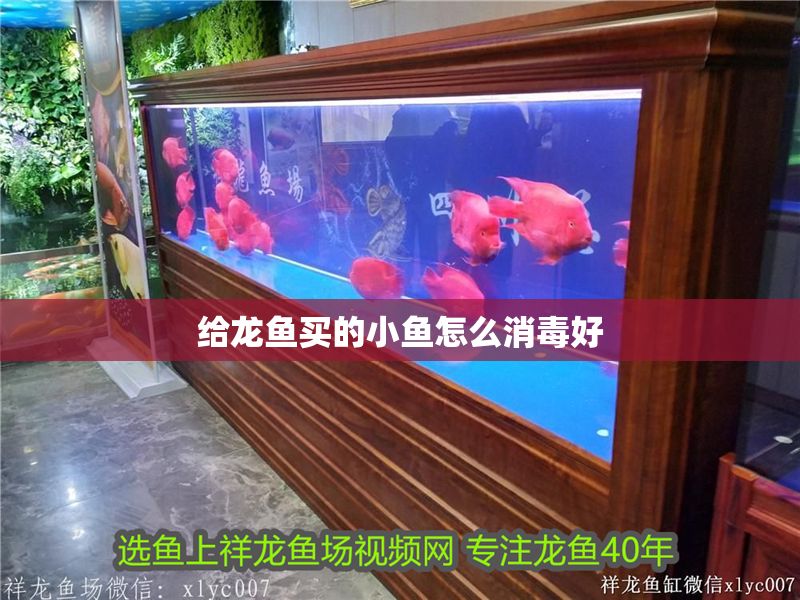 給龍魚買的小魚怎么消毒好 龍魚百科 第1張 給龍魚買的小魚怎么消毒好 給龍魚買的小魚怎么消毒好 龍魚百科 第1張