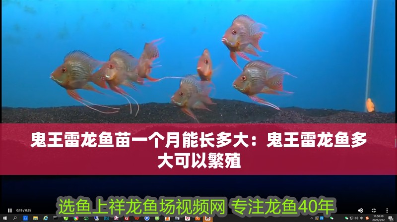 鬼王雷龍魚苗一個月能長多大：鬼王雷龍魚多大可以繁殖 鬼王雷龍魚苗一個月能長多大：鬼王雷龍魚多大可以繁殖 水族問答