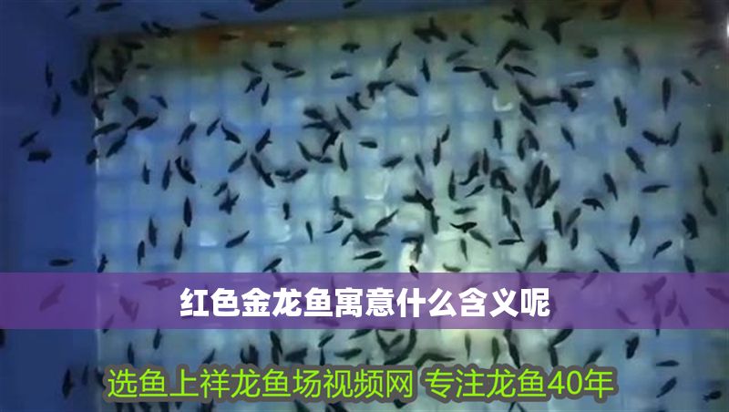 紅色金龍魚寓意什么含義呢 紅色金龍魚寓意什么含義呢 龍魚百科 第1張